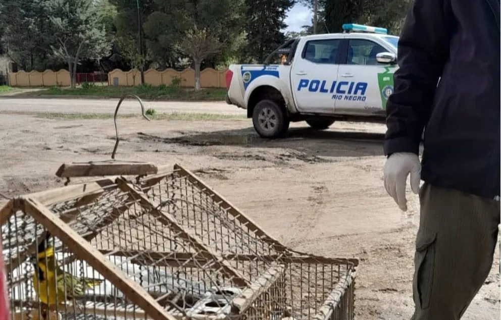 Gracias a Fauna, no más cautiverio para cardenales amarillos