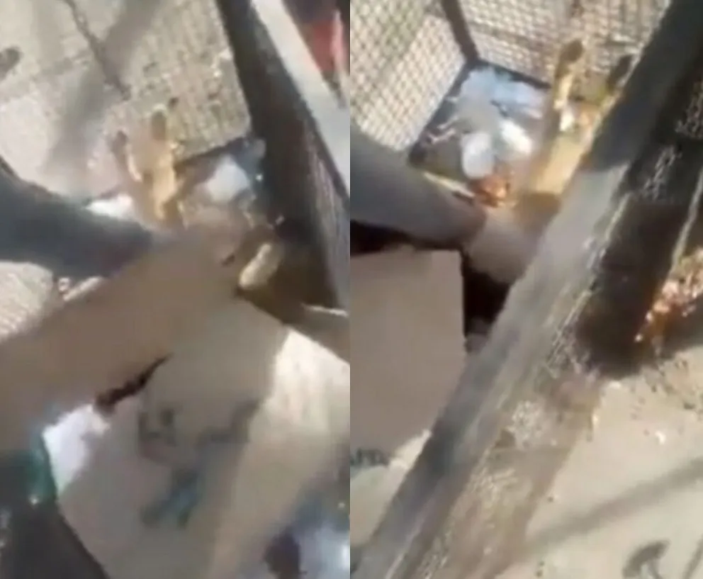 Video sensible: recolectores de residuos de Viedma rescataron a un perro tirado vivo en una bolsa 