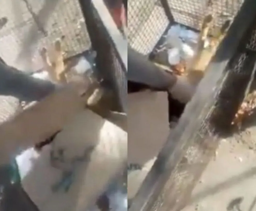 El triste final del perro tirado vivo en una bolsa de residuos en el barrio Santa Clara
