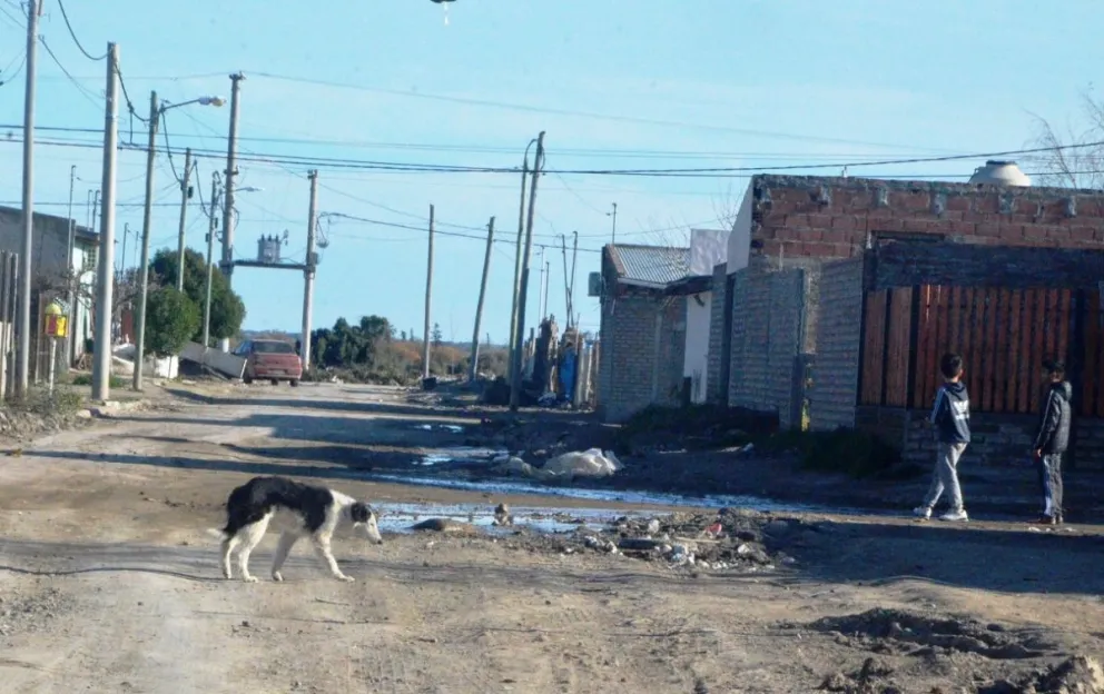 Es un caso de maltrato animal que estremece a Viedma y moviliza a los vecinos.