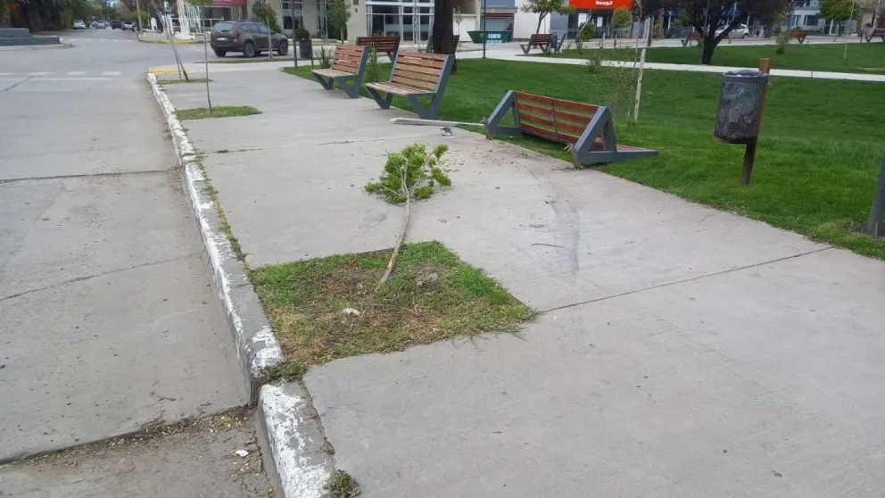 Se subió a la vereda y se llevó puesto un árbol y un banco de descanso
