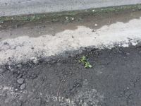 Insólito: hicieron un asfalto nuevo y crecieron plantas desde adentro