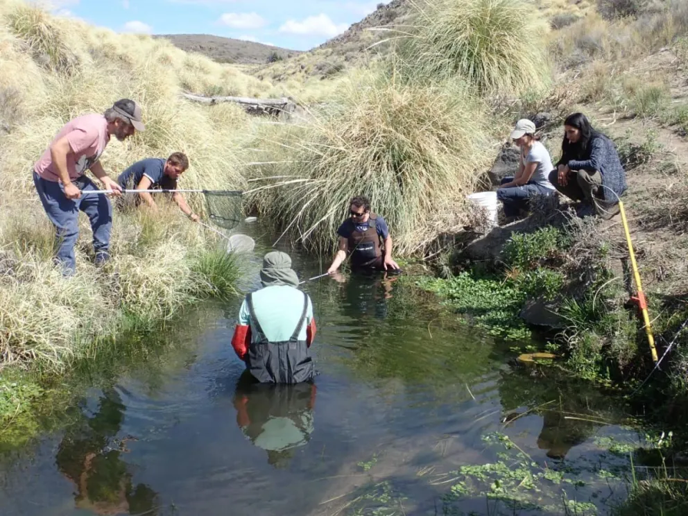 Dos especies rionegrinas únicas en el mundo a salvo por acciones ambientalistas