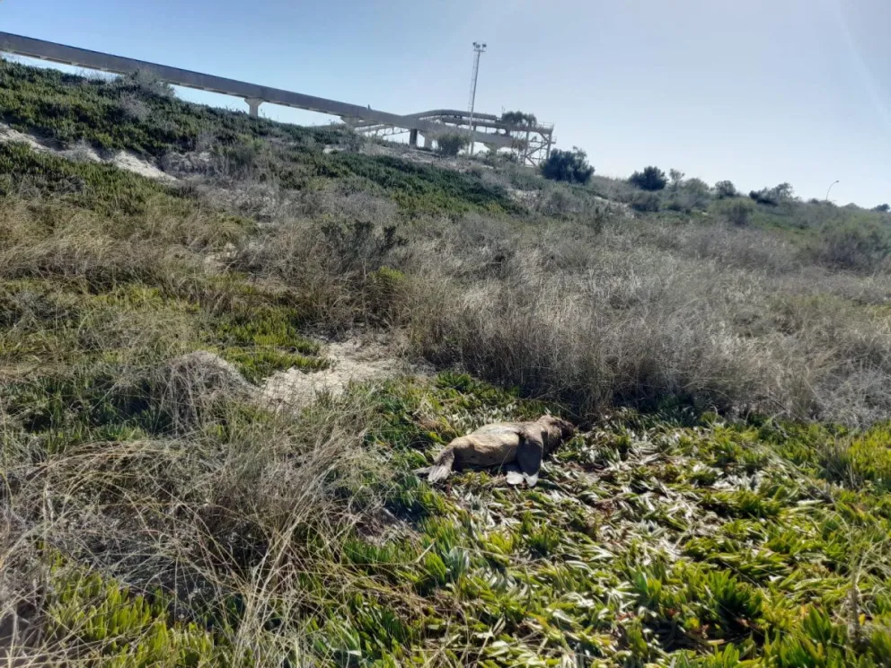 Una jauría salvaje mató a un lobo marino e hirió a otro