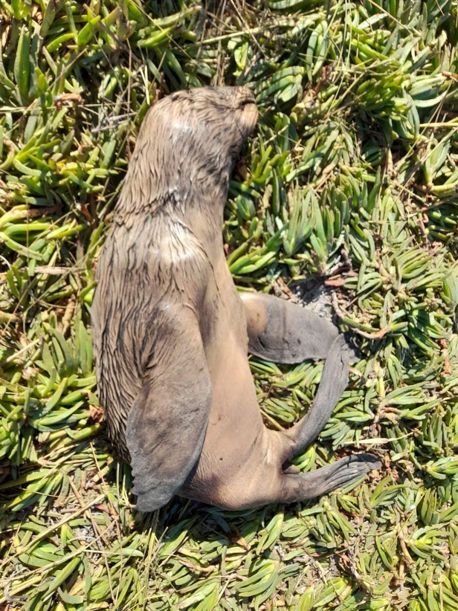 Una jauría salvaje mató a un lobo marino e hirió a otro | NoticiasNet -  Informacion de Rio Negro, Patagones y la costa.