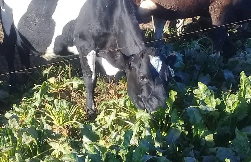 A falta de pasto para las vacas, aparece la remolacha forrajera como alternativa en las dietas