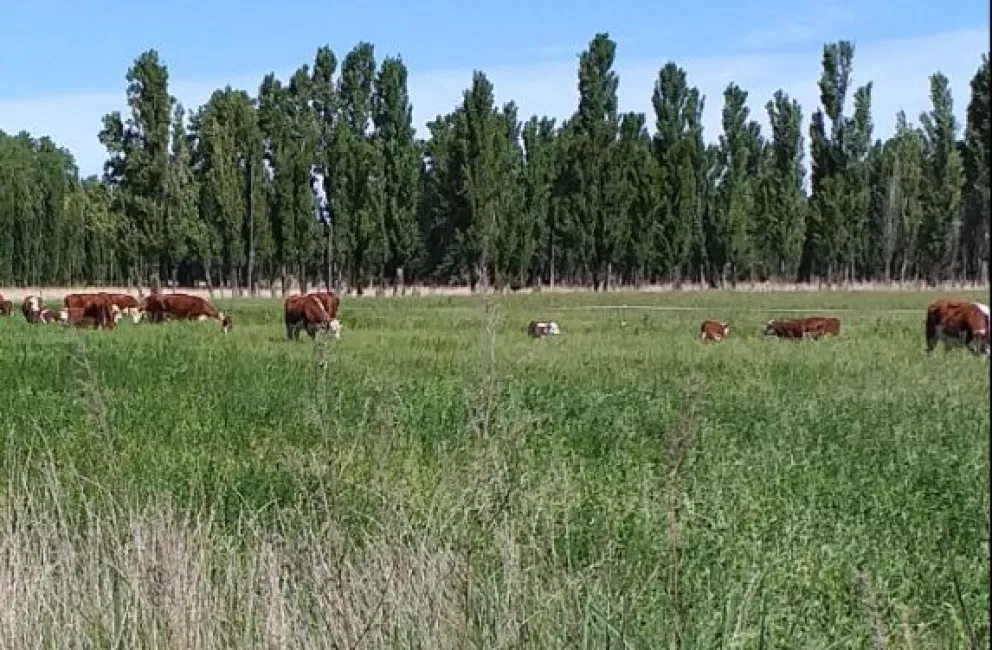 Habló la productora viedmense que sufrió el robo de animales por octava vez: su crudo relato