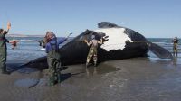Preocupación en Chubut: ya son 13 las ballenas que aparecieron muertas 