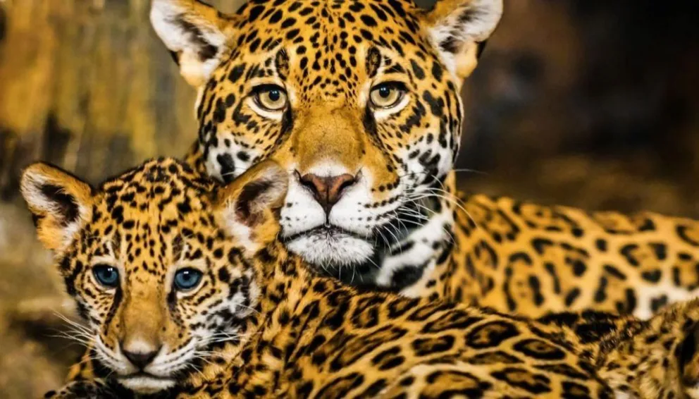 Día Mundial de los Animales: por qué se conmemora cada 4 de octubre