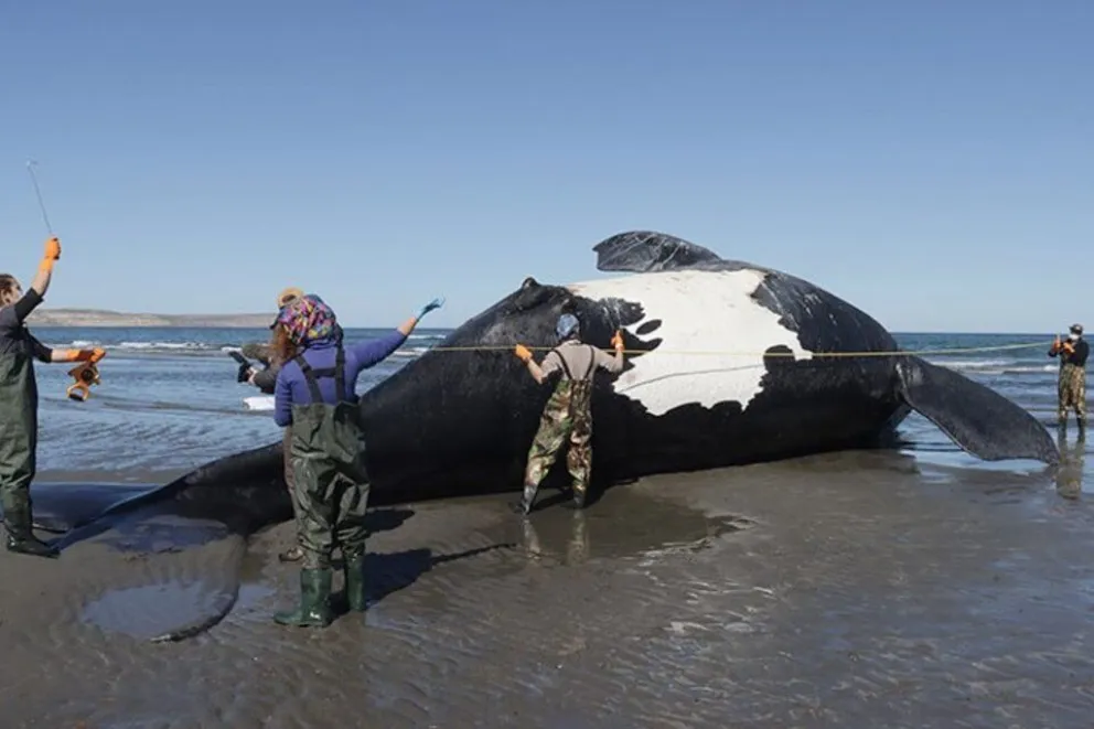 Se confirmó la causa de la muerte de las 30 ballenas de Península Valdés