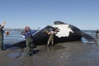 Ballenas muertas en Chubut: cuál es la explicación de los expertos 