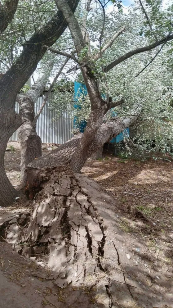 Un árbol destruyó a un emprendimiento local