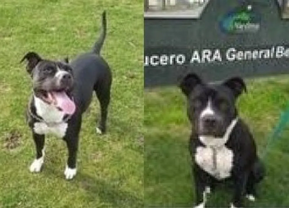 Se robaron una pitbull en un barrio de Viedma y sus dueños están desesperados: el pedido para que la devuelvan   
