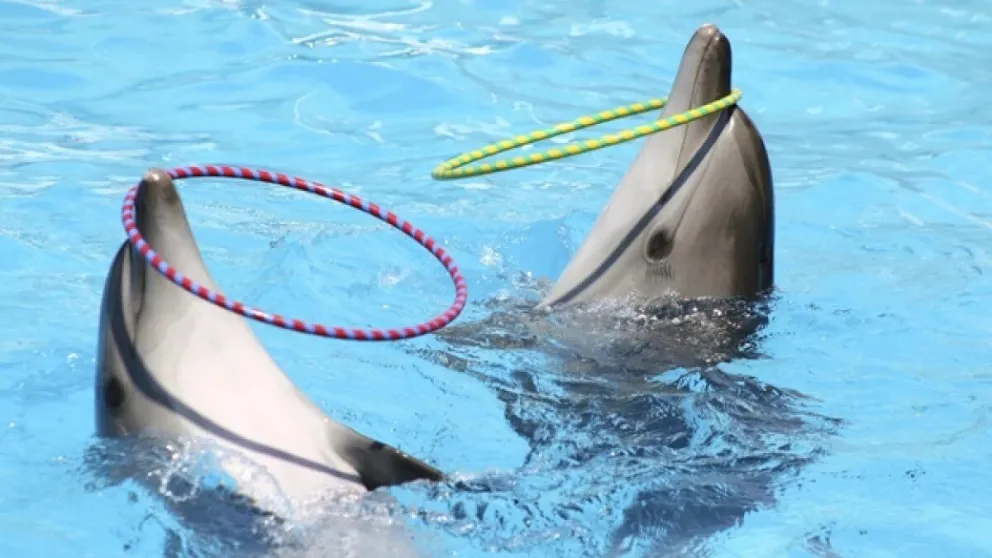 Presentarán un proyecto para prohibir los shows con animales marinos 
