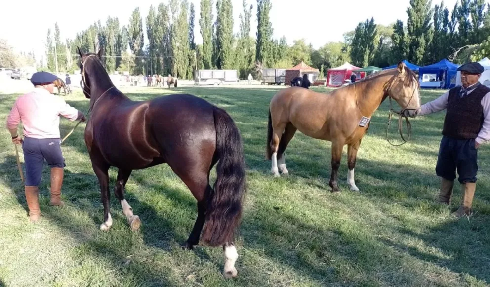 Con la admisión veterinaria y la instalación de stands comenzó la 3° Expo de Caballos Criollos 