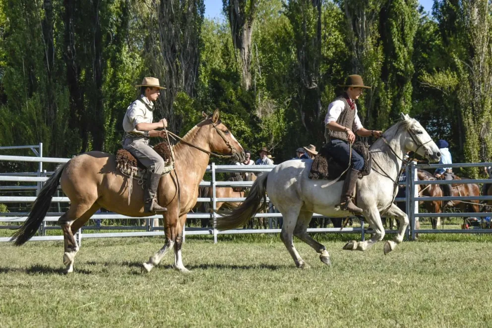 Encefalomielitis equina: provincias afectadas, recomendaciones, y qué pasará con los eventos con caballos