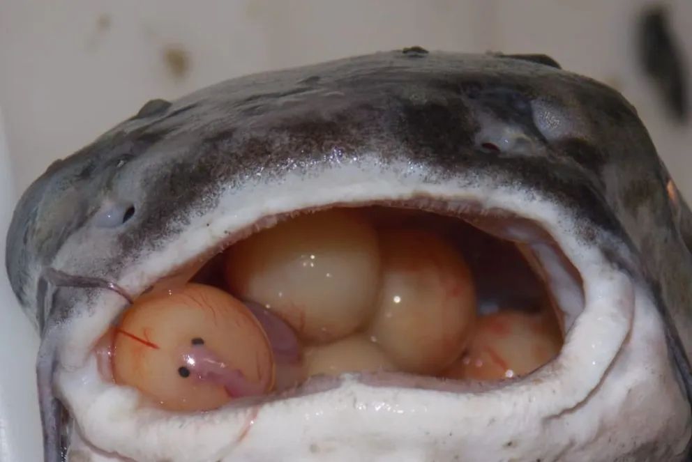 Temporada de pesca costera: hay que salvar a los bagres