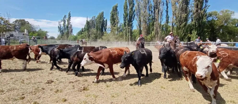 La 3° Expo de Caballos Criollos fue todo un éxito y el público presente así lo confirmó