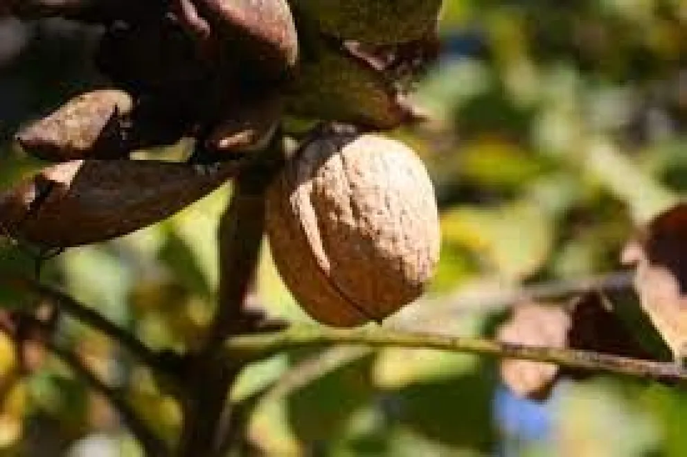 Hasta los productores de frutos secos son estafados por empresarios truchos