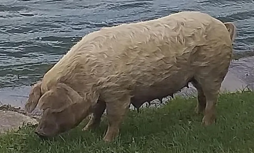 La extraña "visita" de una chancha al río Negro