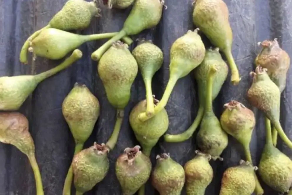 Las heladas no tuvieron piedad con los productores 