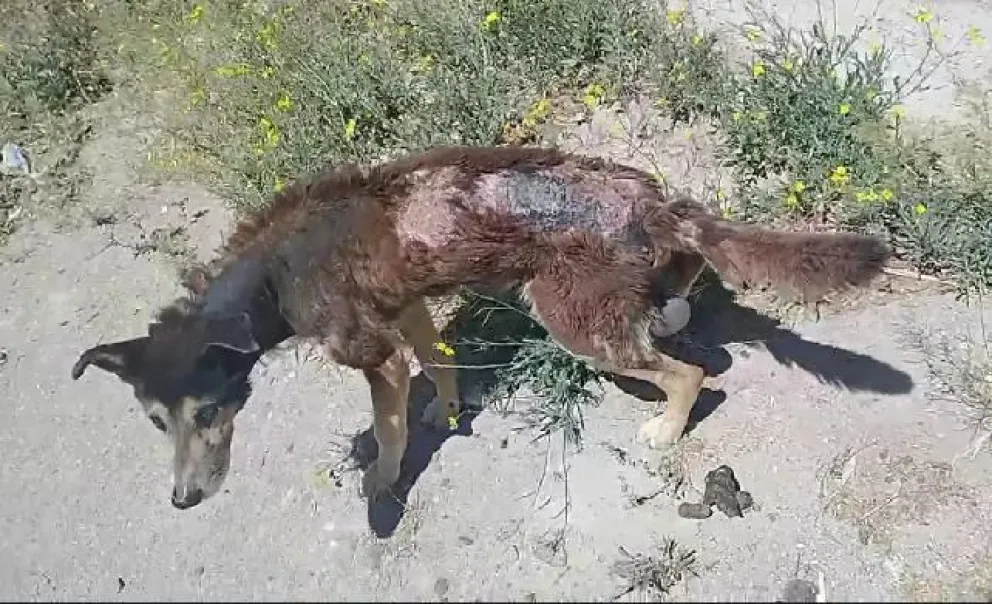 Proteccionistas piden ayuda tras rescatar a perros en muy mal estado