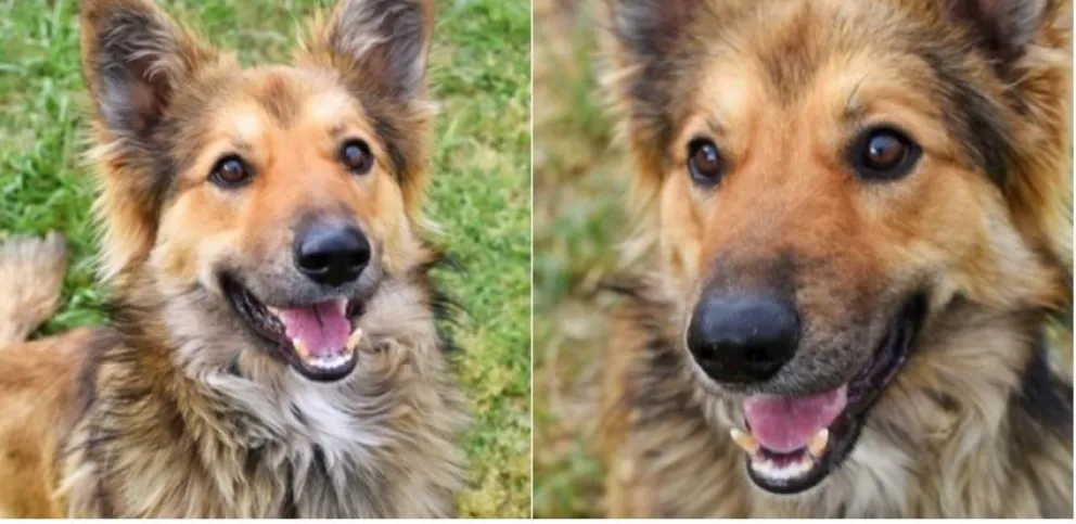 Buscan tránsito para "Lobo", un perro que generó una olímpica cruzada