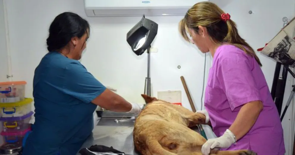Viedma se alista para las castraciones masivas a ritmo de campaña