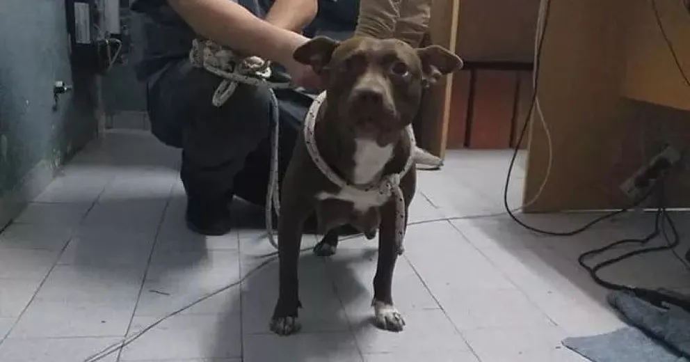 Buscan crear una app móvil para agilizar las denuncias de maltrato animal 