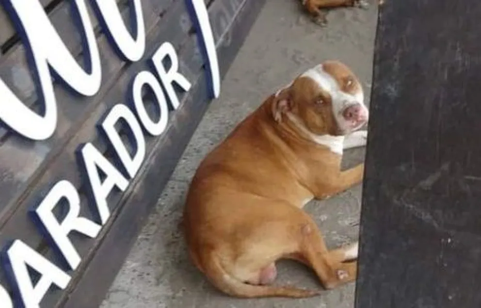 Abandonaron un pitbull en El Cóndor y piden que lo adopten 