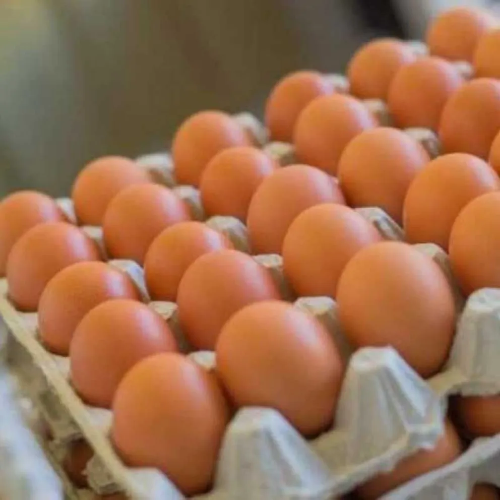 Alertan sobre casos de salmonella y crean una mesa para contrarrestarla