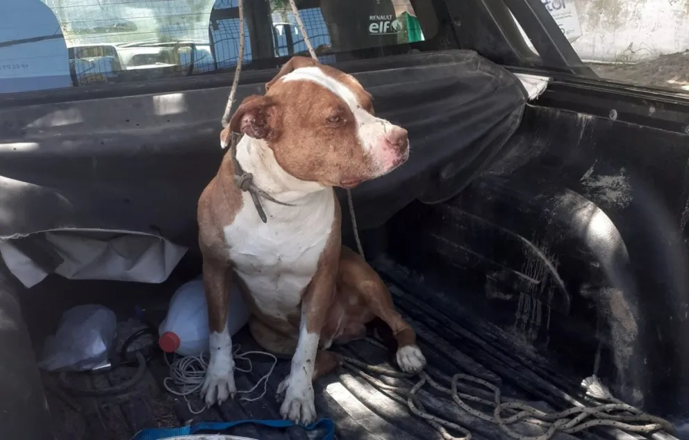 El pitbull que fue rescatado en El Cóndor ya tiene un hogar 