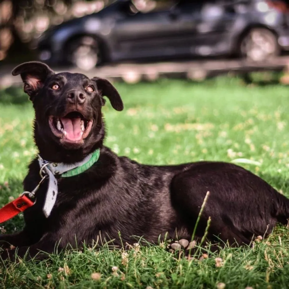 Proteccionistas piden una mano para los perros rescatados