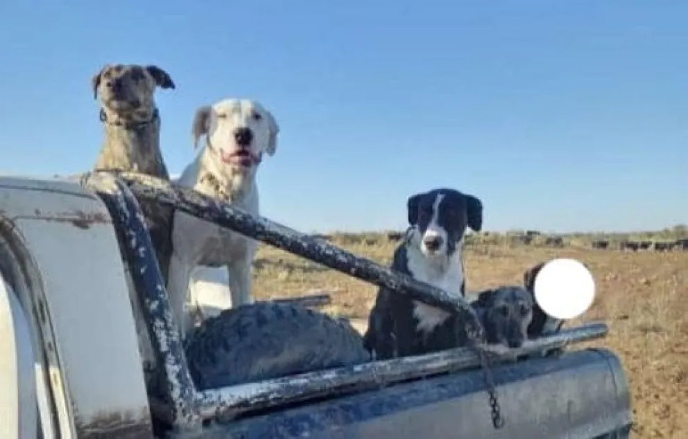 Robaron perros en una estancia de la zona y ofrecen recompensa: “Los extrañamos” 