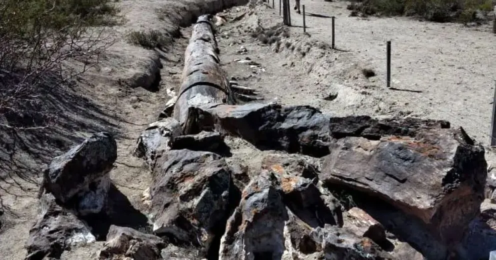 Descubren una especie única de árboles petrificados de hace 70 millones de años