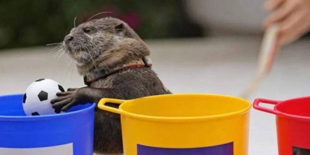 Antes fue el pulpo Paul, ahora es la nutria Taiyo: cuál fue el triunfo que acertó