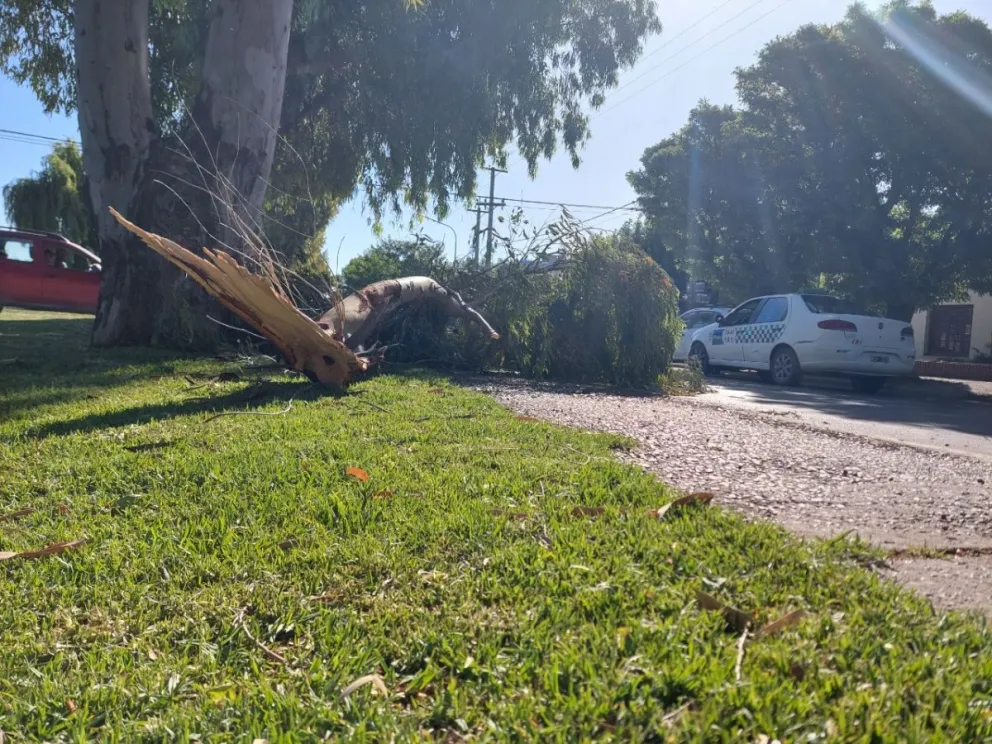 Temporal de viento generó gran cantidad de desprendimientos de ramas