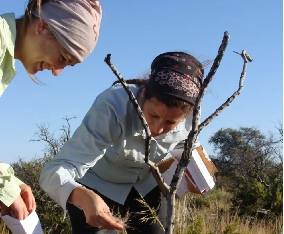 El “sobrepastoreo” amenaza a los pastizales más áridos del planeta