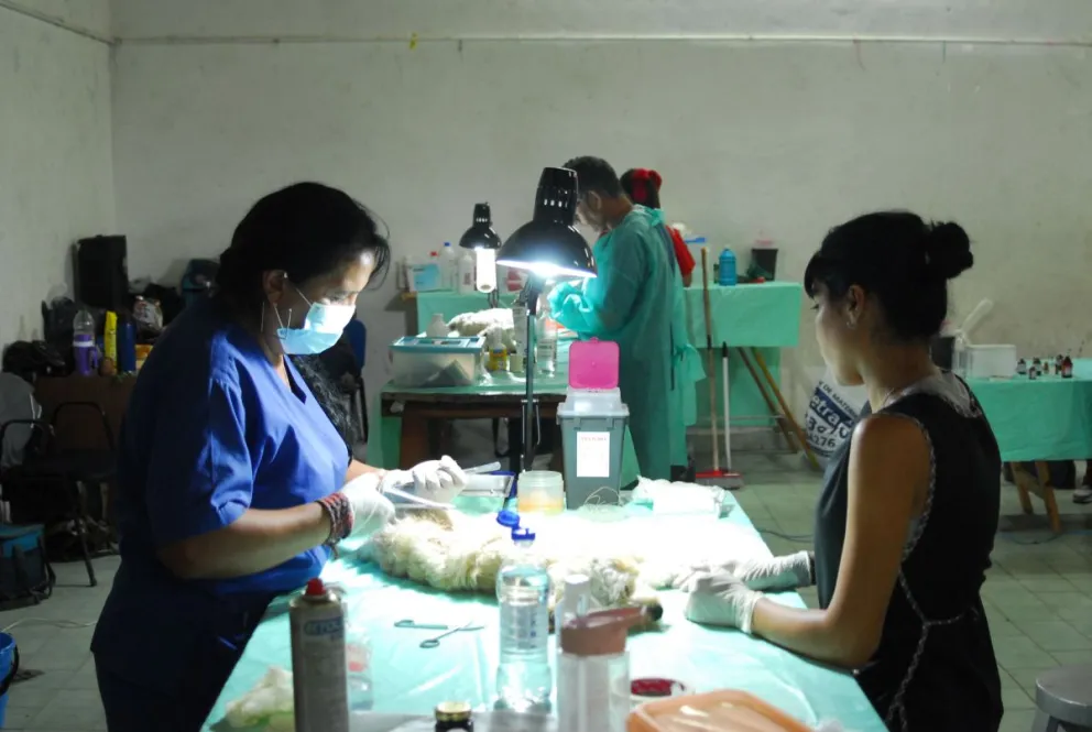 Están destinadas a mascotas de entre 6 meses y 5 años de edad. Foto: Archivo de NoticiasNet.