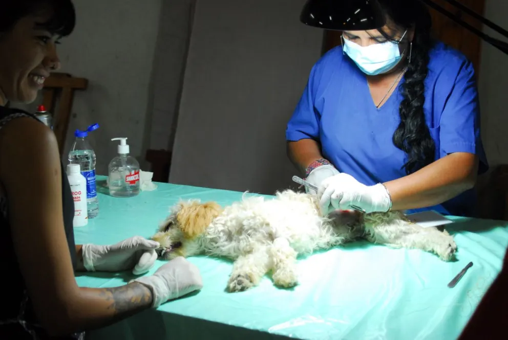 Las castraciones de mascotas están a full en Viedma