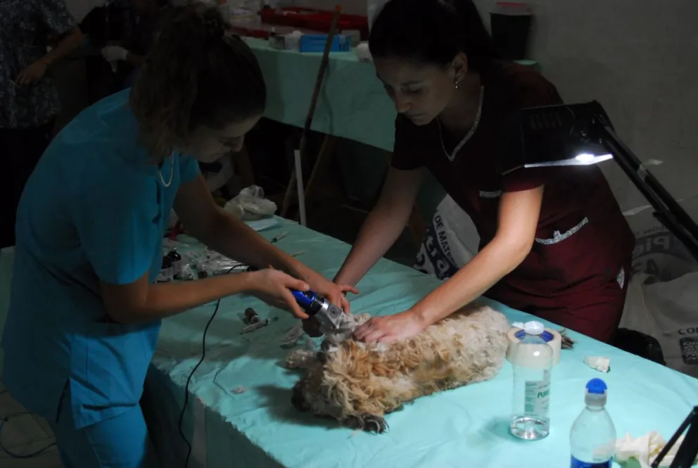 Ya comenzó el servicio de castraciones gratuitas en Viedma: conoce en que barrios estará