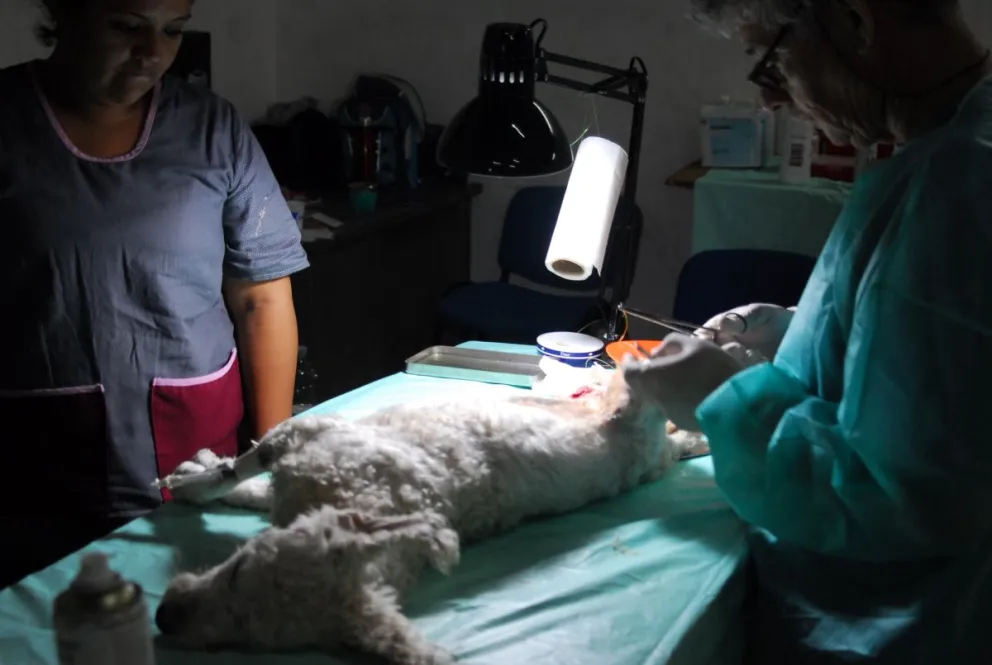 Veterinarios castran a un perro en Viedma.