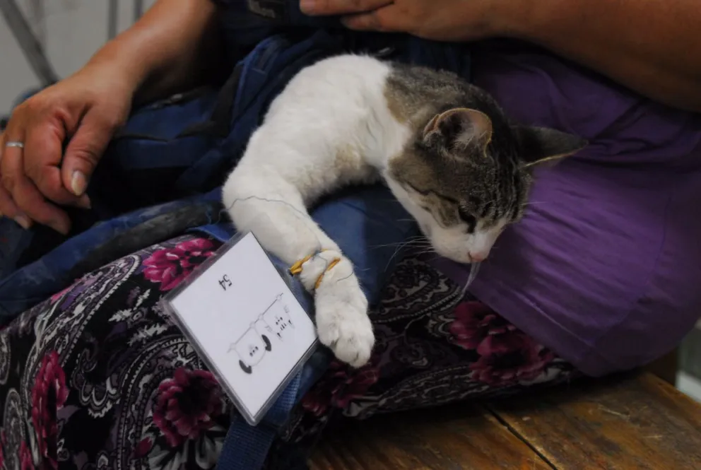 Castraciones masivas en Viedma: mirá cómo es el calendario de enero