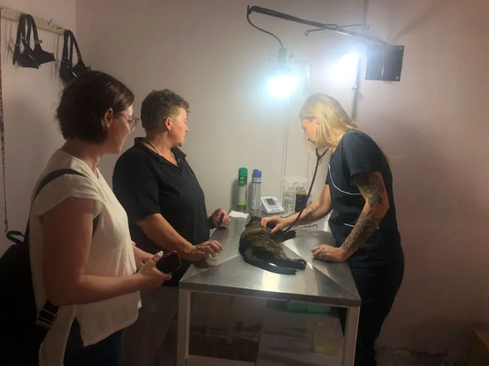 Exitosas jornadas de capacitación: Cerca de 40 mascotas fueron castradas 