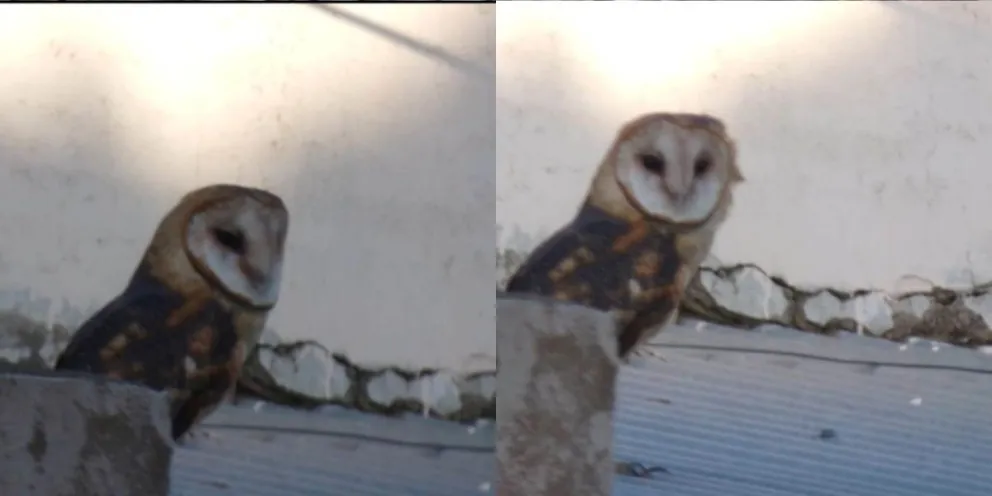 Salvaron y luego liberaron a dos pichones de lechuza en la reserva ecológica de San Blas