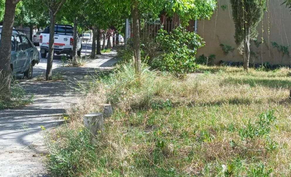 Vecinos piden fumigación y desinfección por presencia de roedores y alimañas