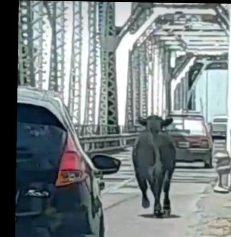Insólito: una vaca cruzó de Patagones a Viedma por el puente Ferrocarretero 