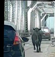 Insólito: una vaca cruzó de Patagones a Viedma por el puente Ferrocarretero 