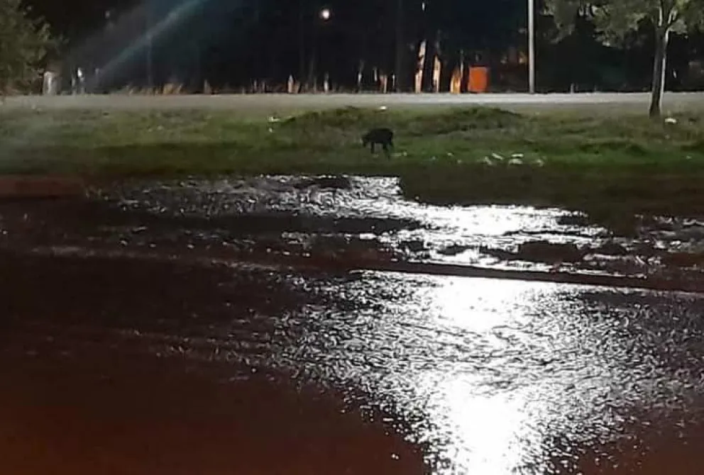 Viedma amaneció sin agua: trabajan contrarreloj para solucionarlo 