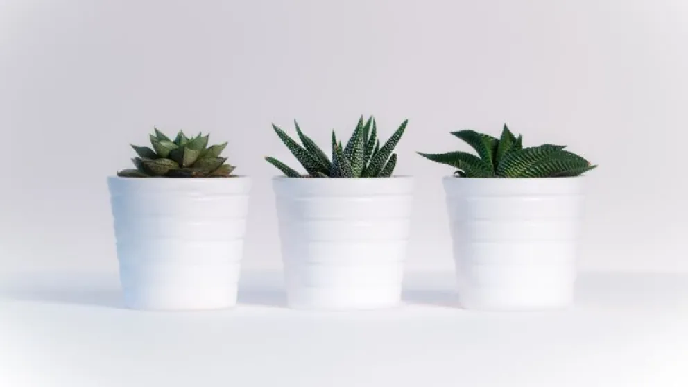 Estas son las 3 suculentas de la buena suerte que debes tener en casa en Navidad